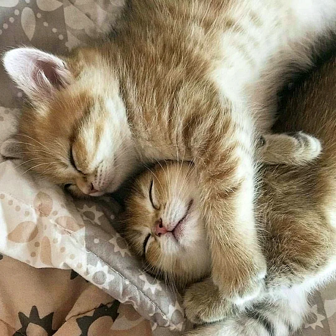 Спящие котята