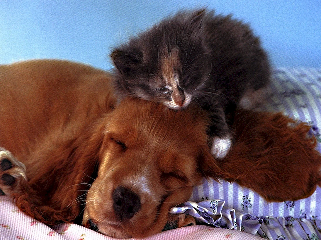 Спящие щенки и котята