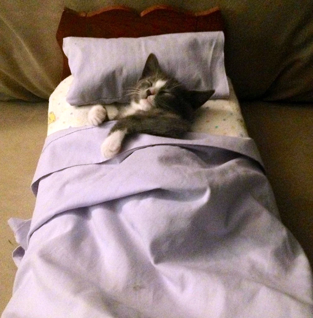 Спящий в кроватке котик