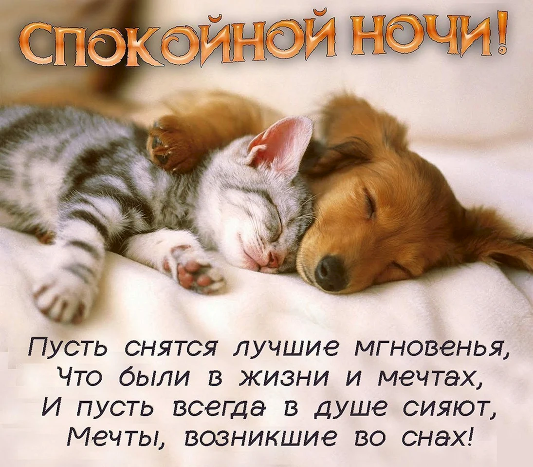Спокойной ночи кот и собака
