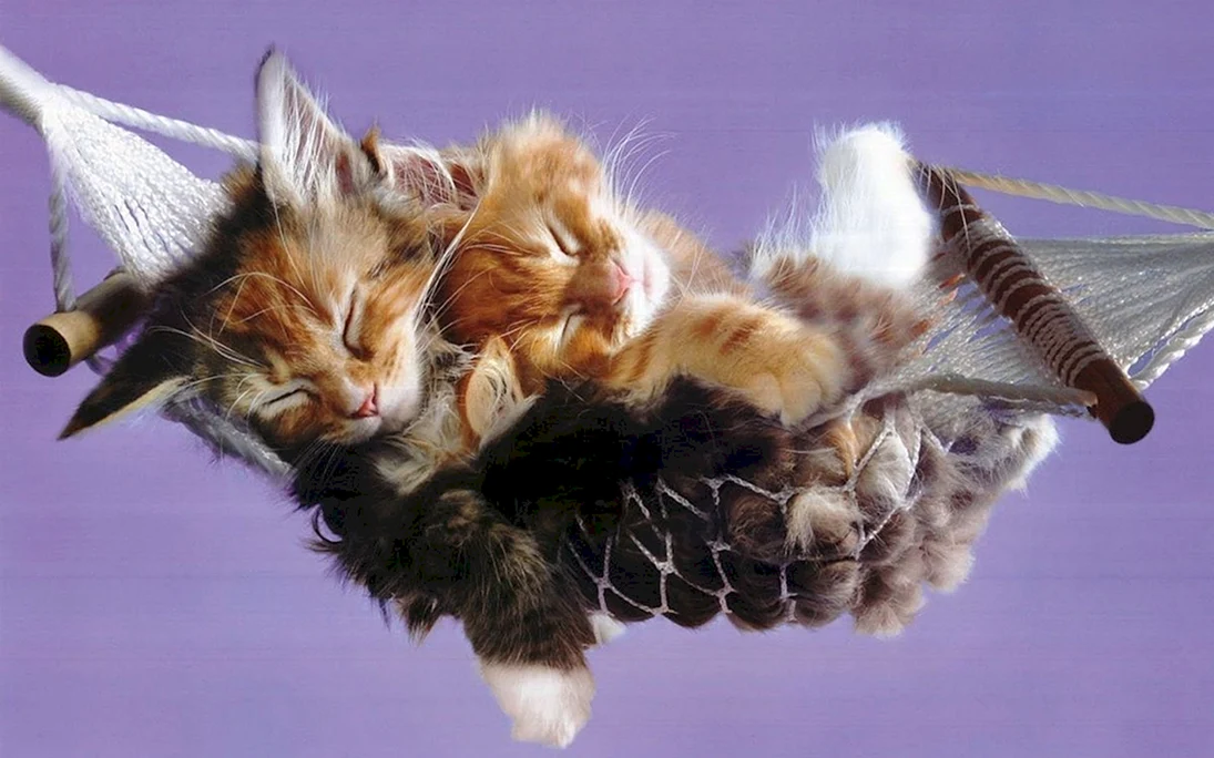 Спокойной ночи с кошками