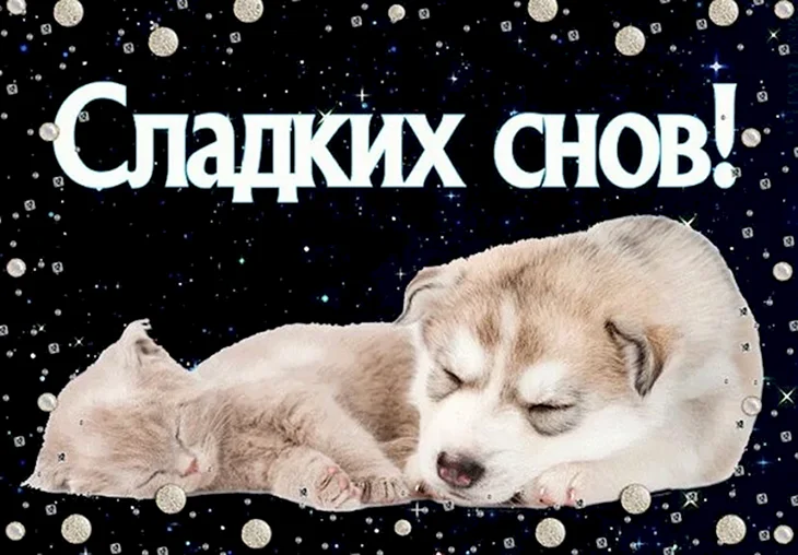 Спокойной ночи с котиками и собачками