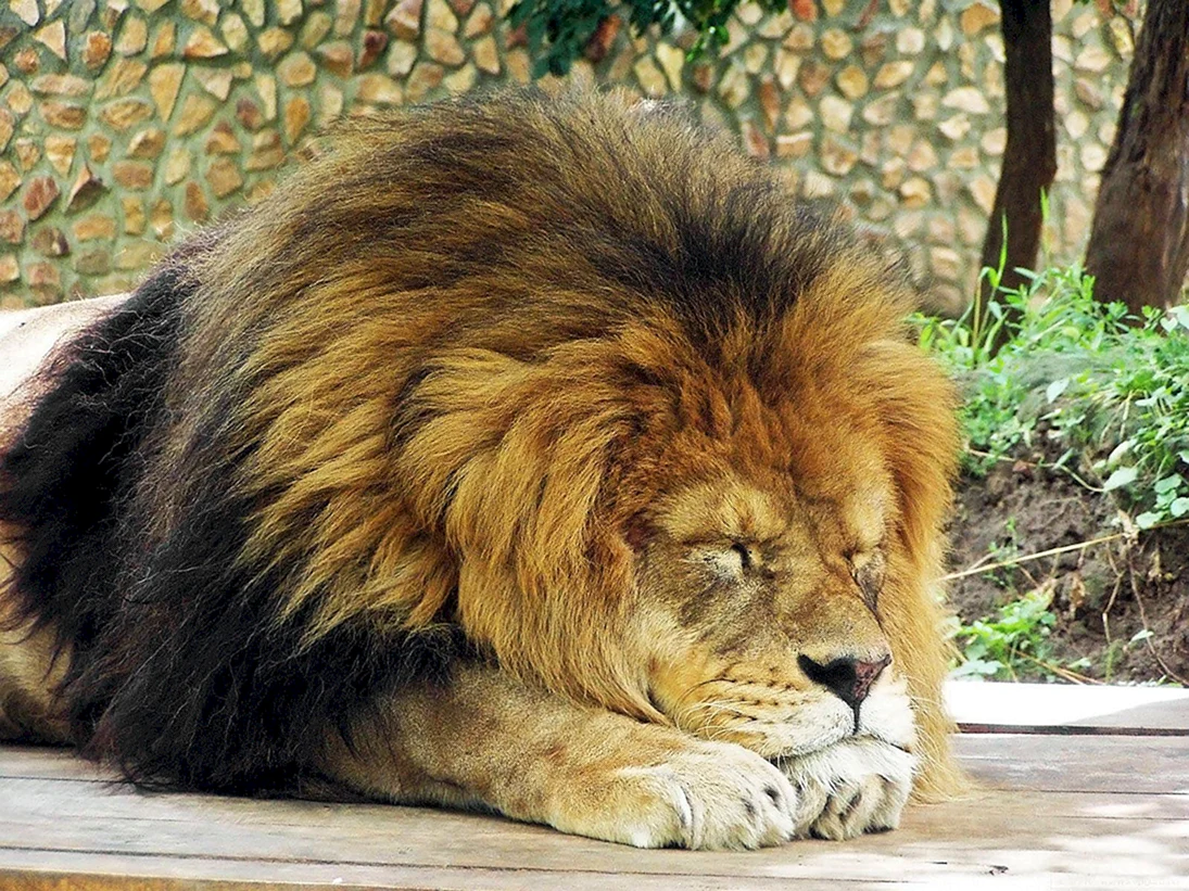 Спокойствие Льва