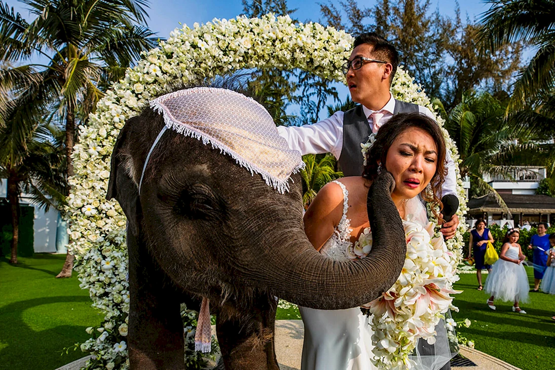 Свадьба на слонах