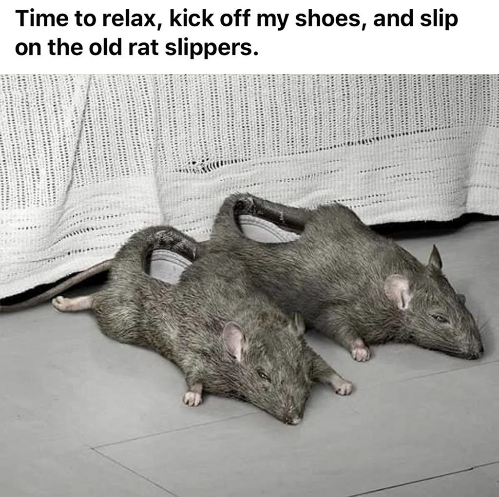 Тапочки крысы