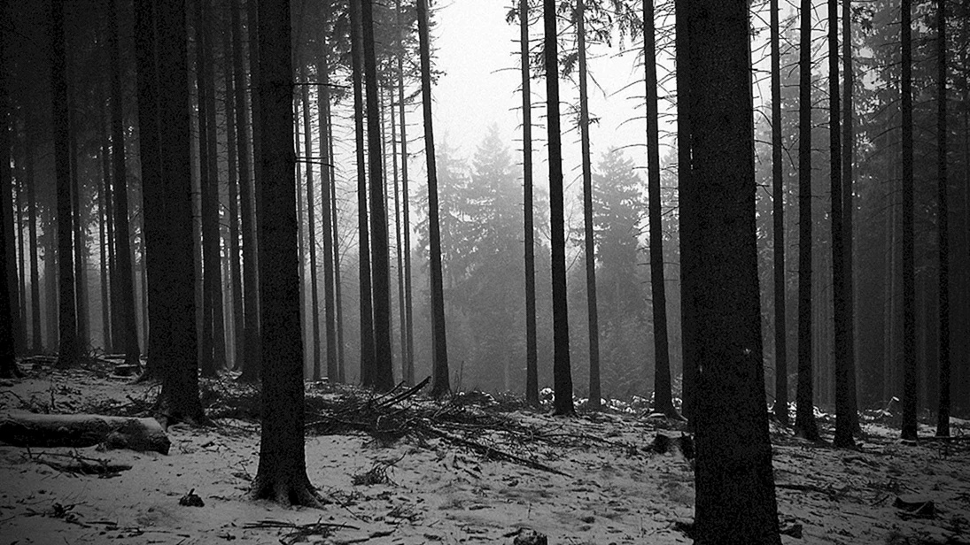Темный лес