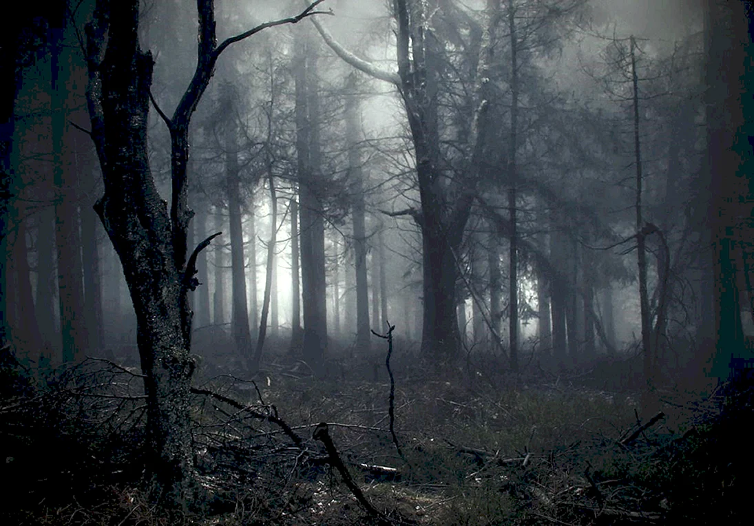 Темный лес the Woods 2005