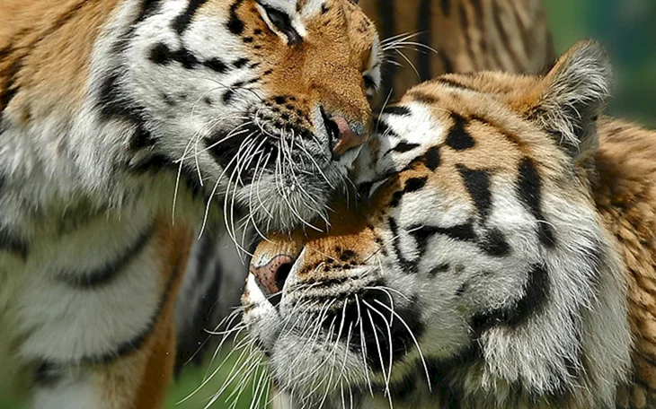 Тигр и тигрица