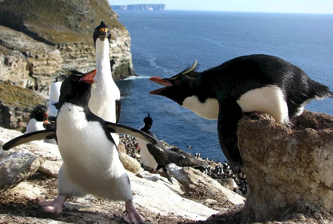 Толстоклювый Пингвин