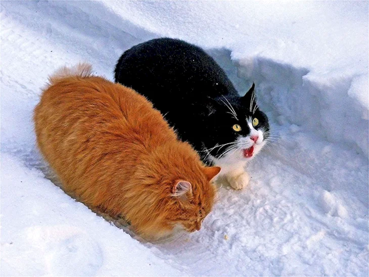 Толстый кот в снегу