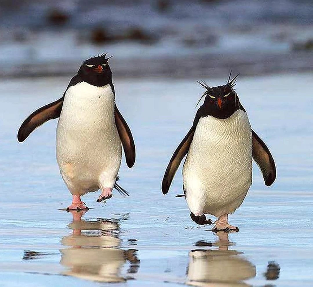 Толстый Пингвин