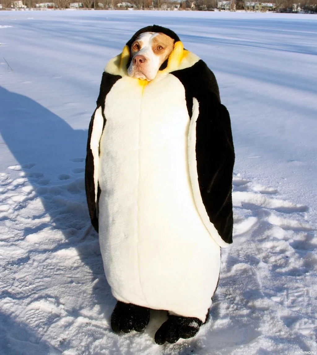 Толстый Пингвин