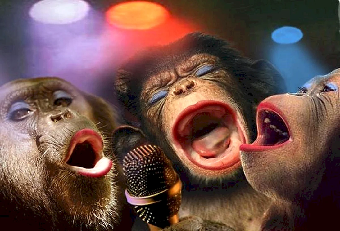 Три обезьяны поют