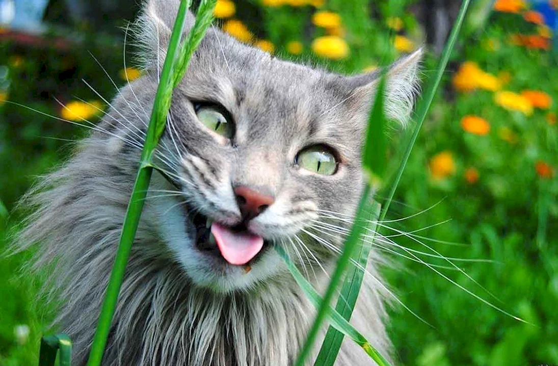Веселый котик