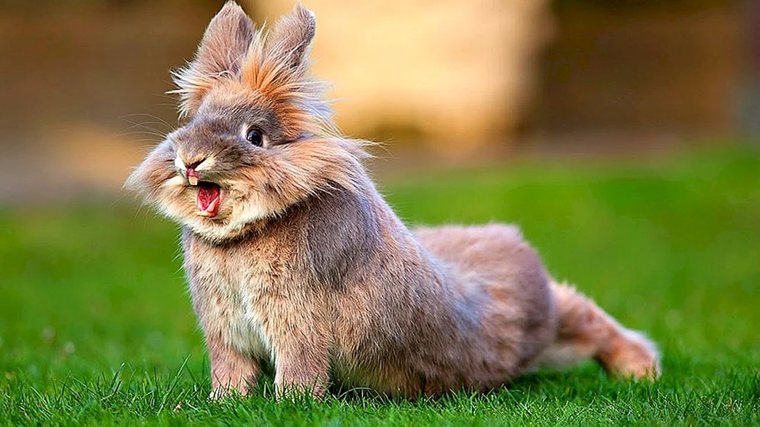 Веселый кролик