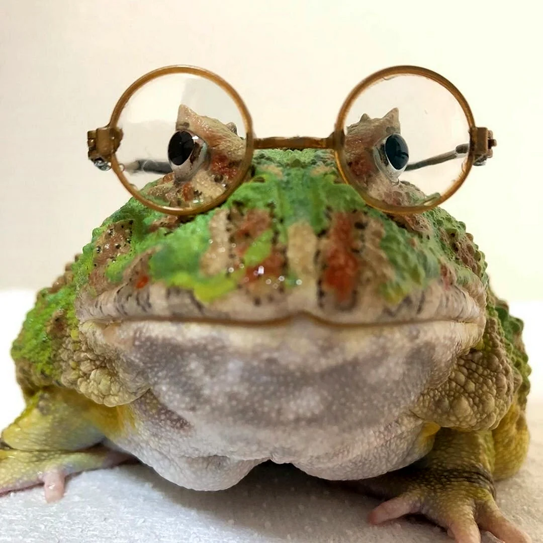 Жаба в очках