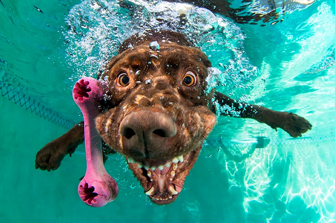Животные под водой