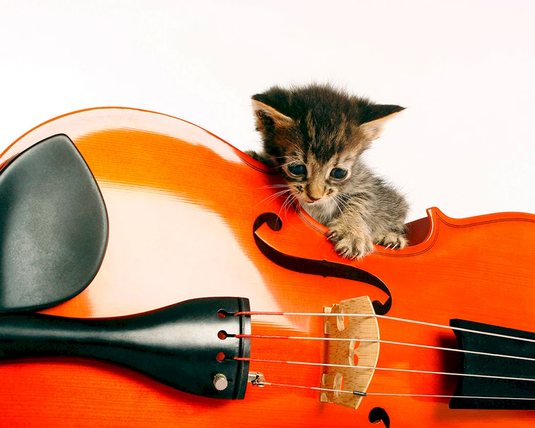 Животные с музыкальными инструментами