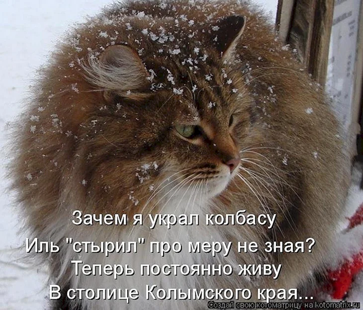 Зимние котики с надписями