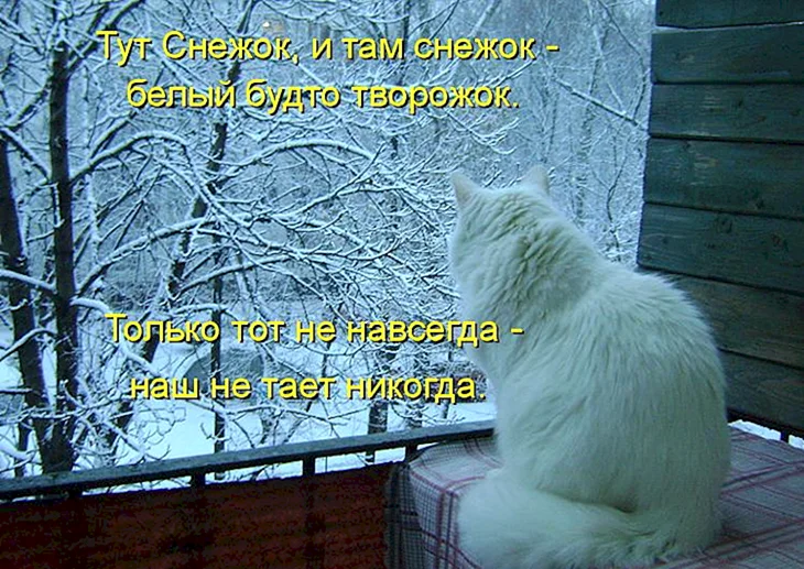 Зимние коты с надписями