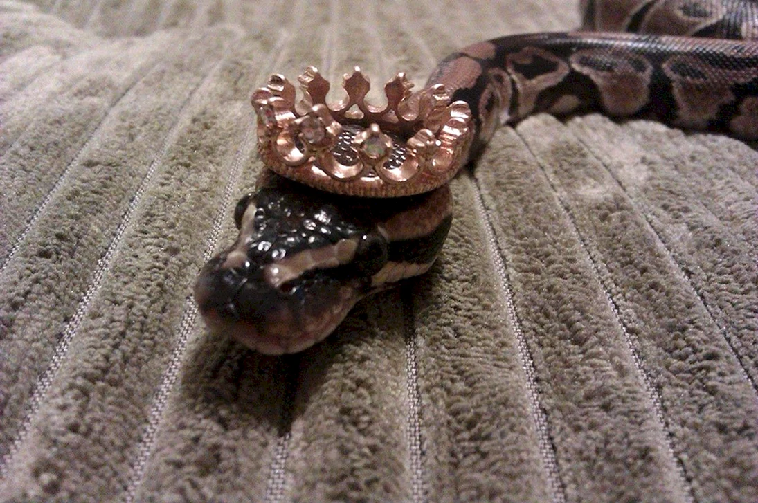 Змея с короной