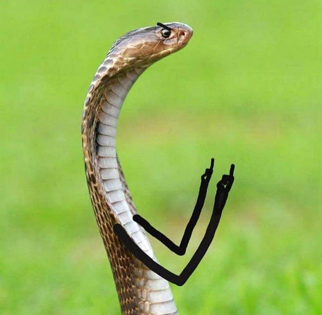 Змея с лапами